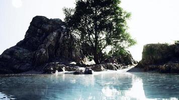 vista dell'albero solitario alla scogliera rocciosa foto