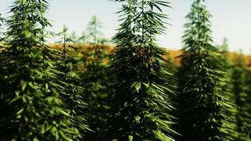 canabis verde sulla fattoria del campo di marijuana foto
