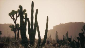 raggio di sole che spara attraverso il cielo del deserto al tramonto foto