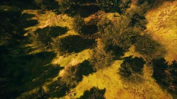 foresta tropicale nella vista mattutina dell'altopiano della Malesia foto