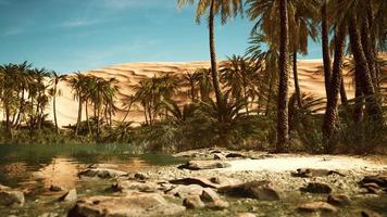 oasi verde con laghetto nel deserto del Sahara foto