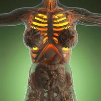 anatomia scientifica del corpo della donna con polmoni luminosi foto