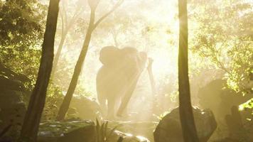 elefante toro selvaggio nella giungla con nebbia profonda foto