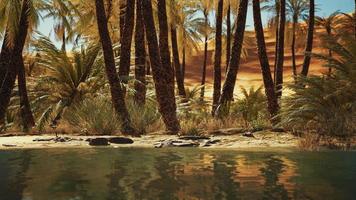 oasi verde con laghetto nel deserto del Sahara foto
