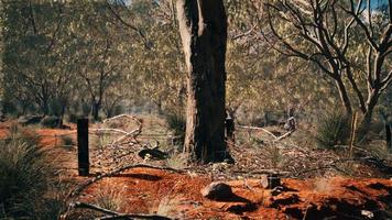 cespuglio australiano con alberi sulla sabbia rossa foto