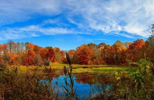 stagno in autunno, foglie gialle, riflesso foto