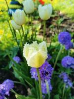 fiori di primavera tulipani foto