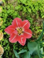 fiori di primavera tulipani foto