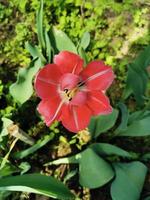 fiori di primavera tulipani foto