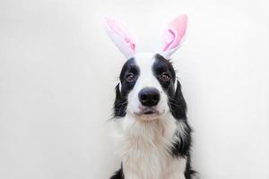 concetto di buona pasqua. divertente ritratto di simpatico cucciolo sorridente cane border collie che indossa orecchie da coniglio pasquale isolate su sfondo bianco foto