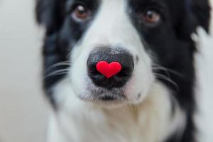 st. concetto di san valentino. ritratto divertente simpatico cucciolo di cane border collie con cuore rosso sul naso isolato su sfondo bianco, primo piano. adorabile cane innamorato a san valentino fa un regalo. foto