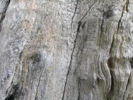sfondo naturale con trama di corteccia d'albero foto