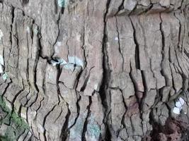 sfondo naturale con struttura del freno dell'albero foto