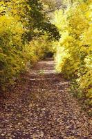 strada del paesaggio autunnale verso la foresta. foto