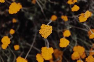 fiori gialli di fynbos foto