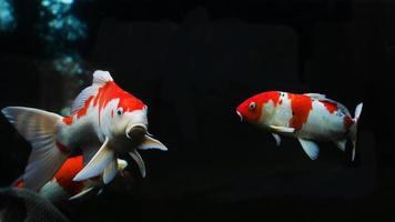 pesce koi, pesce koi rosso bianco isolato su sfondo nero foto