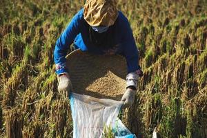 agricoltore tradizionale che raccoglie riso sul campo di riso. il contadino seduto e setacciando il riso durante il processo di raccolta foto