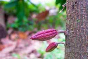 piccolo frutto di cacao giovane sull'albero di cacao foto