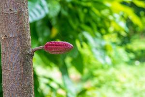 piccolo frutto di cacao giovane sull'albero di cacao foto