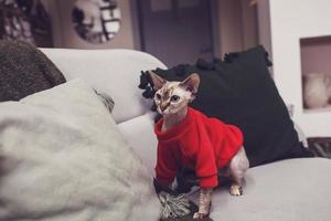 gatto sfinge con una felpa con cappuccio rossa foto
