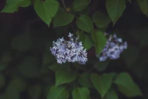 lillà in fiore. fioritura foto