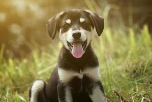 simpatico cucciolo sorridente foto