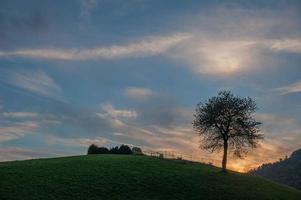 albero al tramonto foto