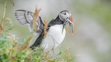 Pulcinella di mare del nord Atlantico con pesce aringa nel becco all'isola di Faroe mykines, tarda estate, primo piano, dettagli foto