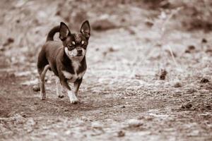 cane chihuahua per una passeggiata. cane di razza in foto in bianco e nero.