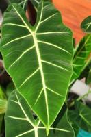 foglie verdi di caladio foto