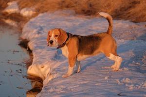 cane beagle durante la caccia alle anatre foto