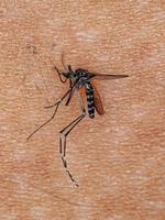 zanzara tigre asiatica adulta morta foto