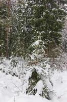 un giovane abete rosso solitario coperto di neve nella foresta foto