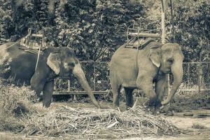 elefanti asiatici per cavalcare il parco della foresta pluviale tropicale koh samui thailand. foto