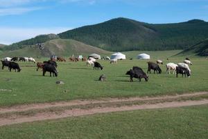 gregge di pecore e capre che mangiano erba vicino alle tradizionali case mongole, chiamate ger o yurta. montagne verdi sullo sfondo foto