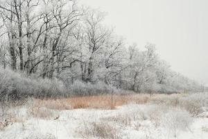 campo con neve in inverno foto