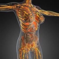 anatomia scientifica del corpo umano ai raggi X con vasi sanguigni luminosi foto