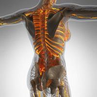 anatomia scientifica del corpo umano ai raggi X con vasi sanguigni luminosi foto