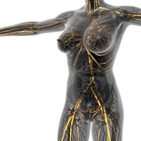 anatomia scientifica del corpo umano ai raggi X con vasi sanguigni luminosi foto