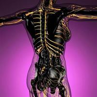 anatomia scientifica del corpo umano ai raggi X con vasi sanguigni luminosi foto