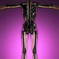 anatomia scientifica del corpo umano ai raggi X con vasi sanguigni luminosi foto