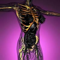 anatomia scientifica del corpo umano ai raggi X con ossa dello scheletro bagliore foto