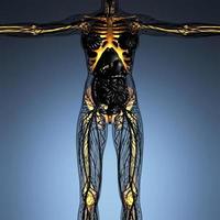 anatomia scientifica del corpo umano ai raggi X con ossa dello scheletro bagliore foto