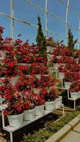 posto estetico e instagrammabile su malang indonesia. fiore, albero, pianta del cielo rosso foto