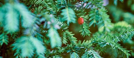 Tasso europeo albero, taxus baccata tasso sempreverde primo piano tonico, pianta velenosa con tossine alcaloidi foto