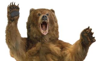 la tassidermia di un orso bruno kamchatka su sfondo bianco foto