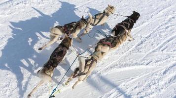 lo slittino con i cani husky foto