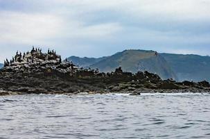 la colonia di cormorani phalacrocorax carbo, penisola di kamchatka, foto