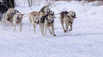corsa di cani da slitta sulla neve in inverno foto