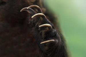 Immagine ravvicinata di una zampa di orso bruno kamchatka foto